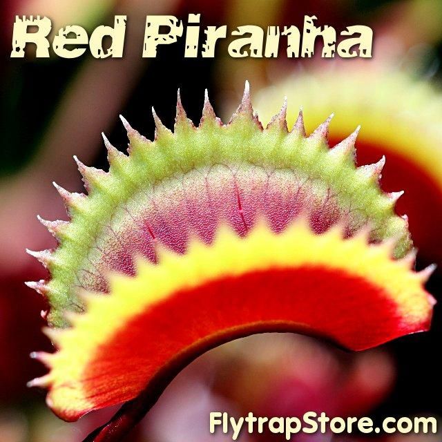 Red Piranha Venus flytrap