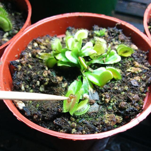 How to Grow and Care for Venus Flytrap Plants Indoors