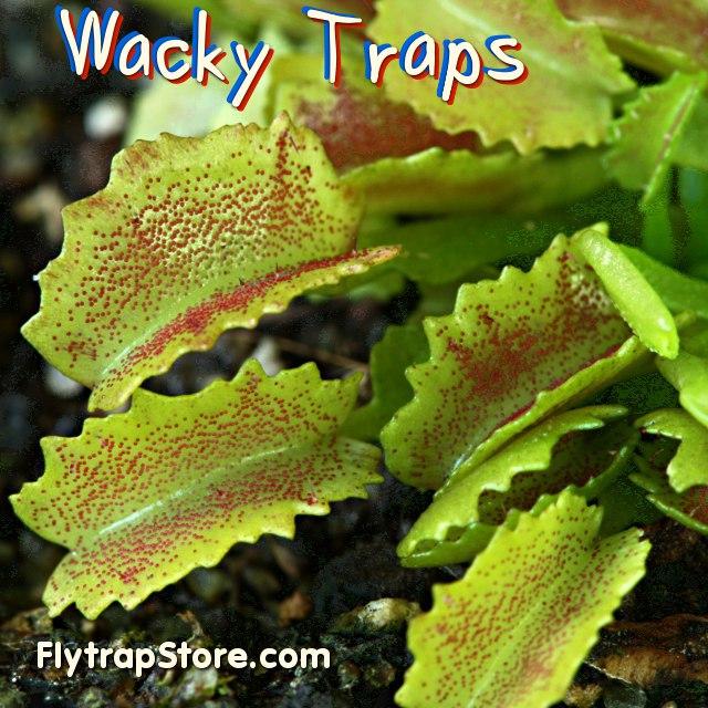 Venus flytrap Cultivated Varieties